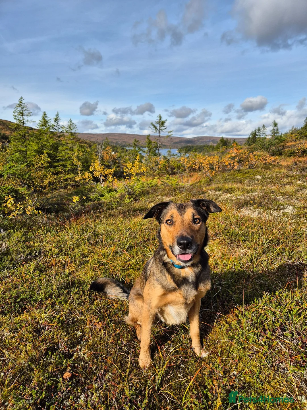 Border Collie dogs for stud: Sable Border Collie for Stud! - Advert 2