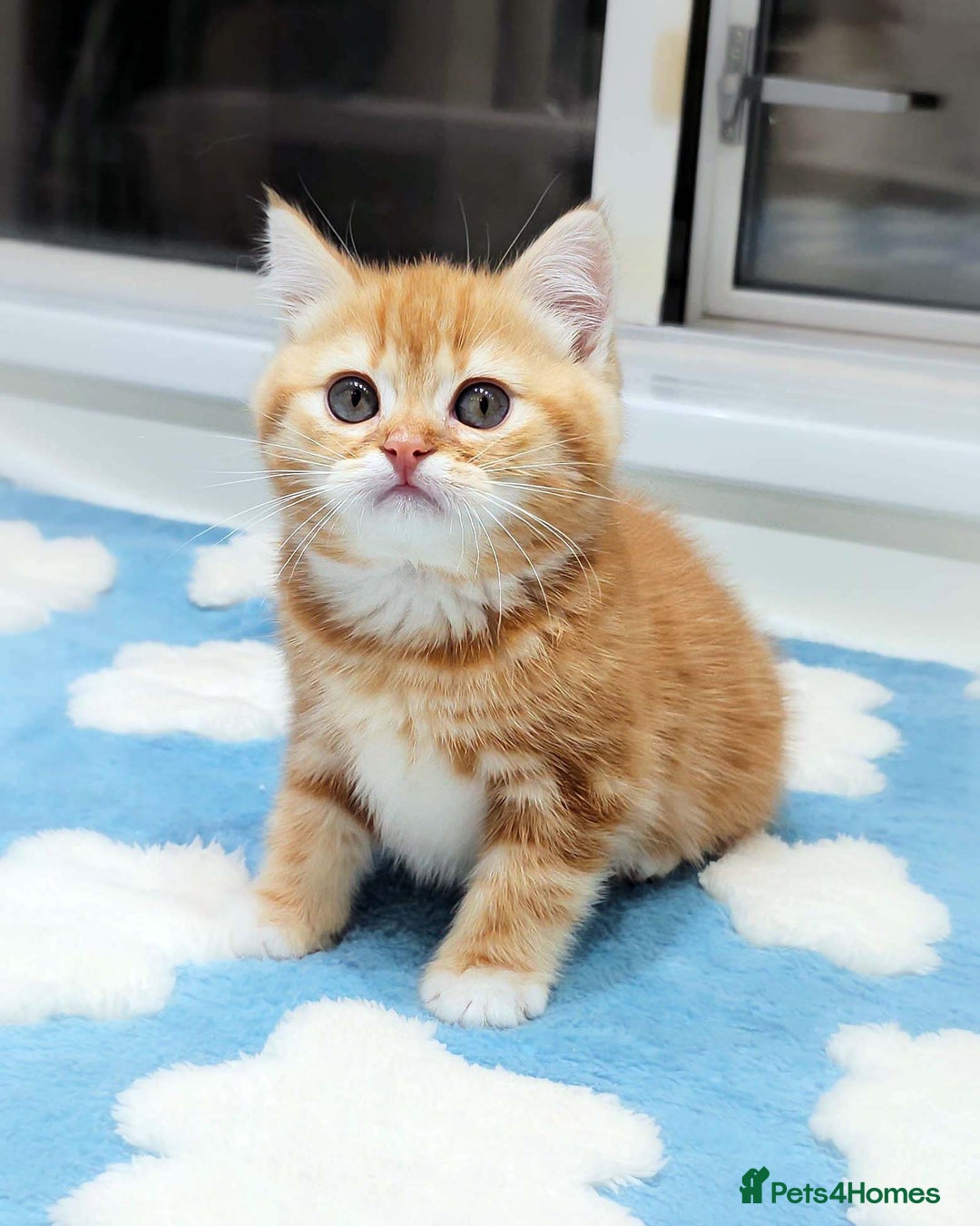 British Shorthair cats for sale: Lovely BSH/BLH Kittens Ready For New Home - Advert 7