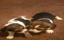Beagle dogs for sale: Pedigree Beagle Puppies for Sale – Healthy - Image 3
