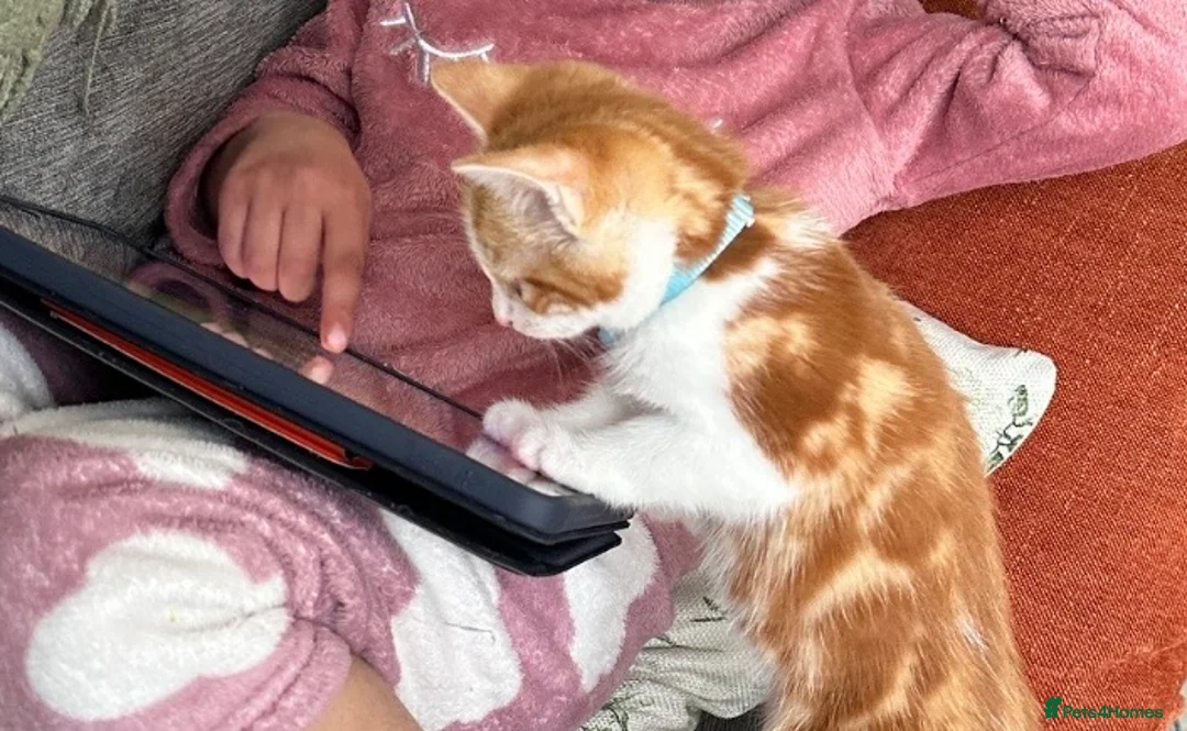 Mixed Breed cats for sale: Lovely Maine Coon mix kitten  - Advert 2