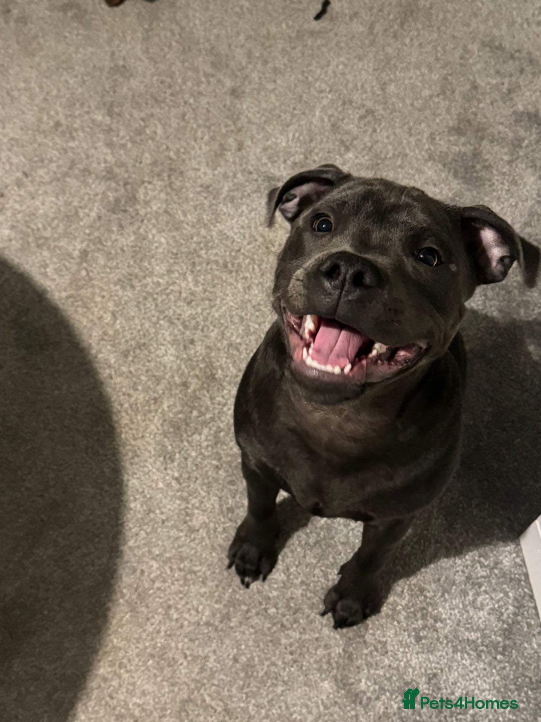 Staffordshire Bull Terrier dogs for sale: 9 month old blue staffy  - Image 4