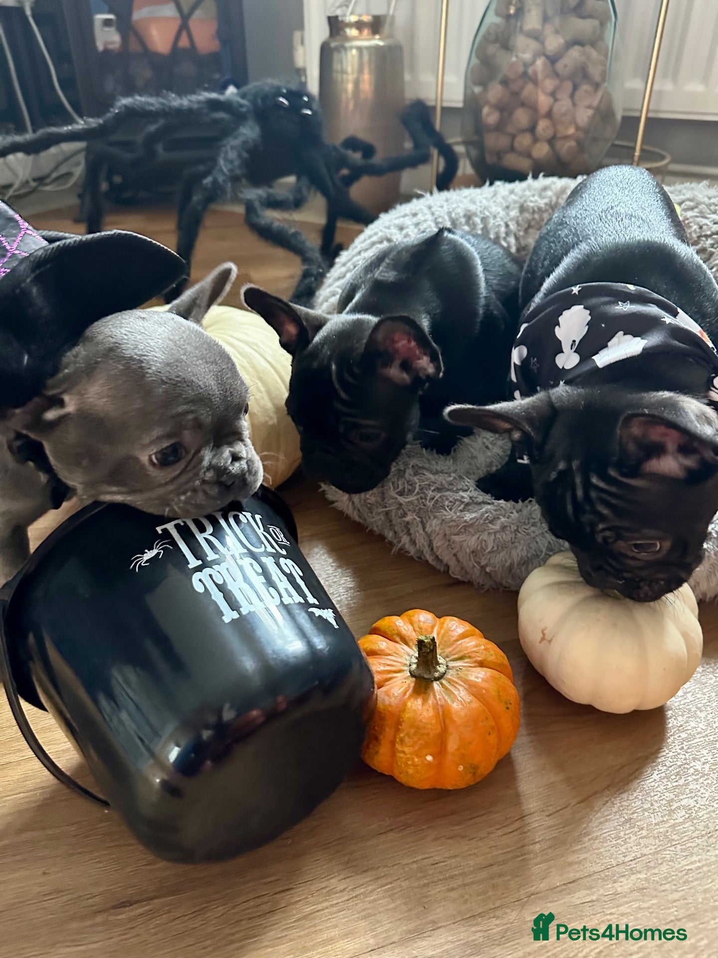 French Bulldog dogs for sale: 3 Gorgeous French Bulldog Puppies – Ready Now! 🐾 - Advert 2
