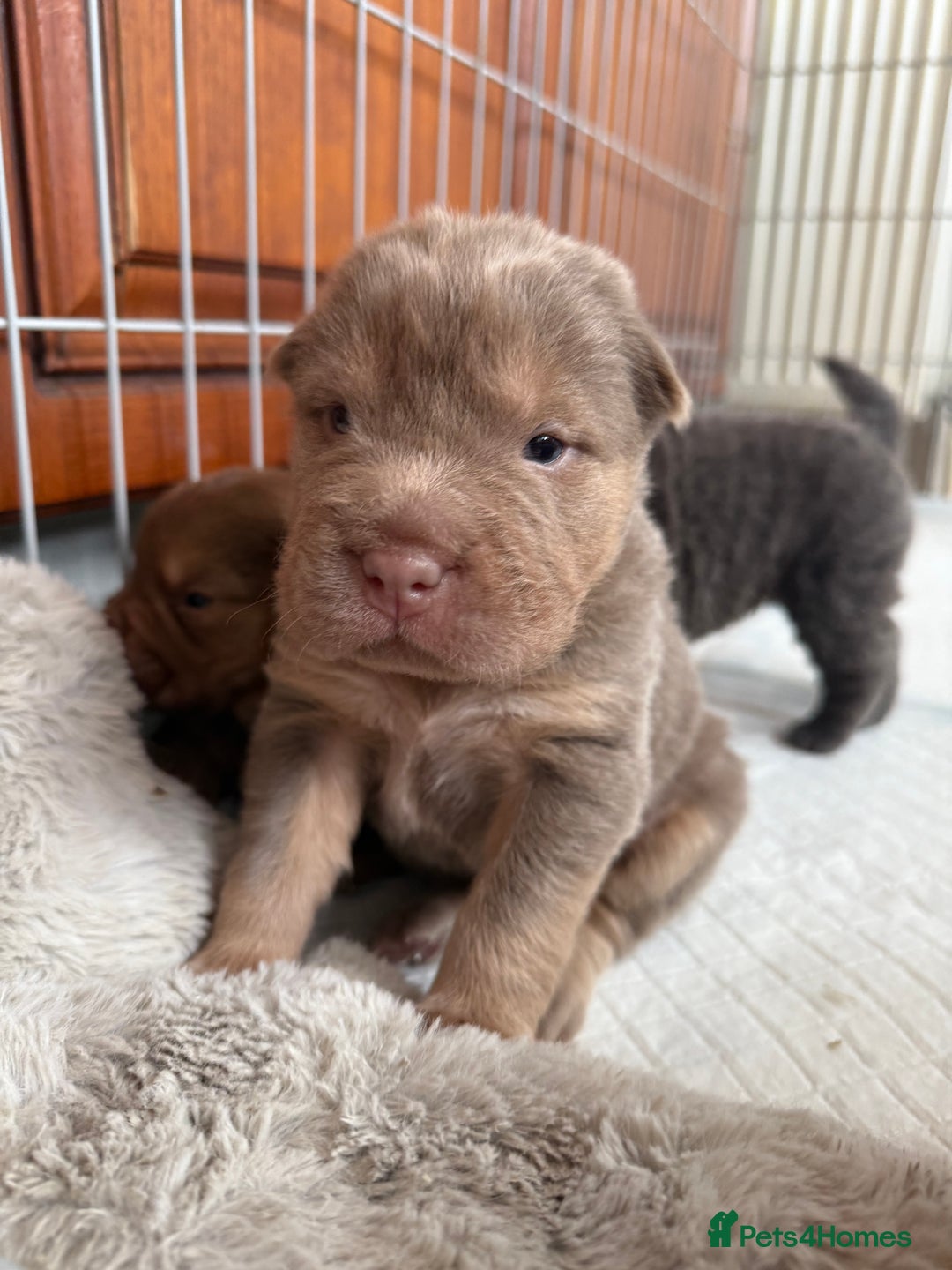 Shar Pei dogs for stud: Casanova - Tan pointed flower bear coat 🏆 - Image 8