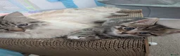 Siberian cats for sale: Adorable Siberian Kittens  - Advert 17