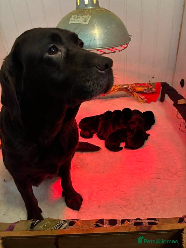 Labrador Retriever dogs Black labrador dog pups - Advert 1
