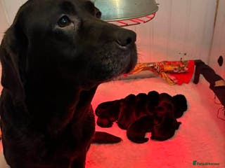 Labrador Retriever dogs Black labrador dog pups - Advert 1