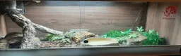 Python Snake reptiles for sale: Caramel ball python  - Advert 2