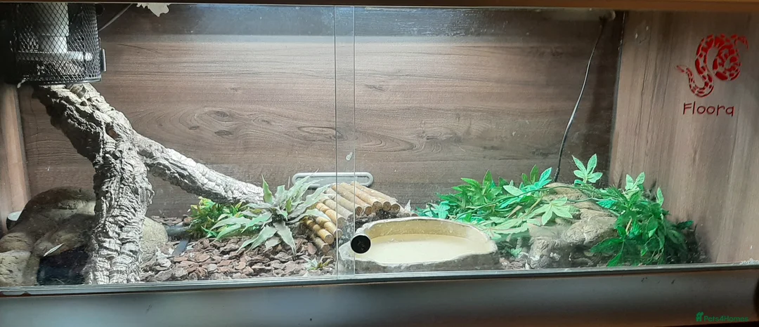 Python Snake reptiles for sale: Caramel ball python  - Advert 2