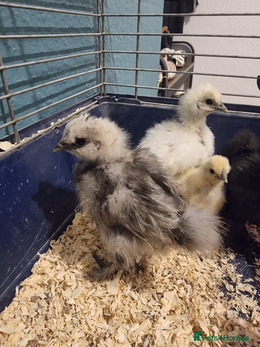 Chickens poultry for sale: 12 x Silkies and Pilkies (unsexed) mix of 2-4weeks - Advert 5