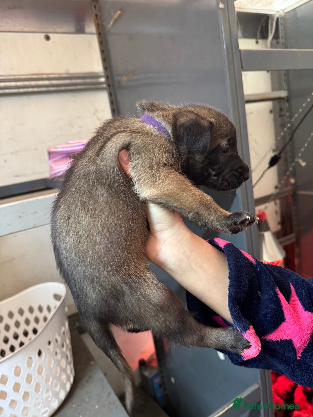 Belgian Shepherd Dog dogs for sale: 10 gorgeous Belgian Malinois pups - Advert 14