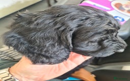 Cockapoo dogs for sale: F1 cockerpoos  - Image 14