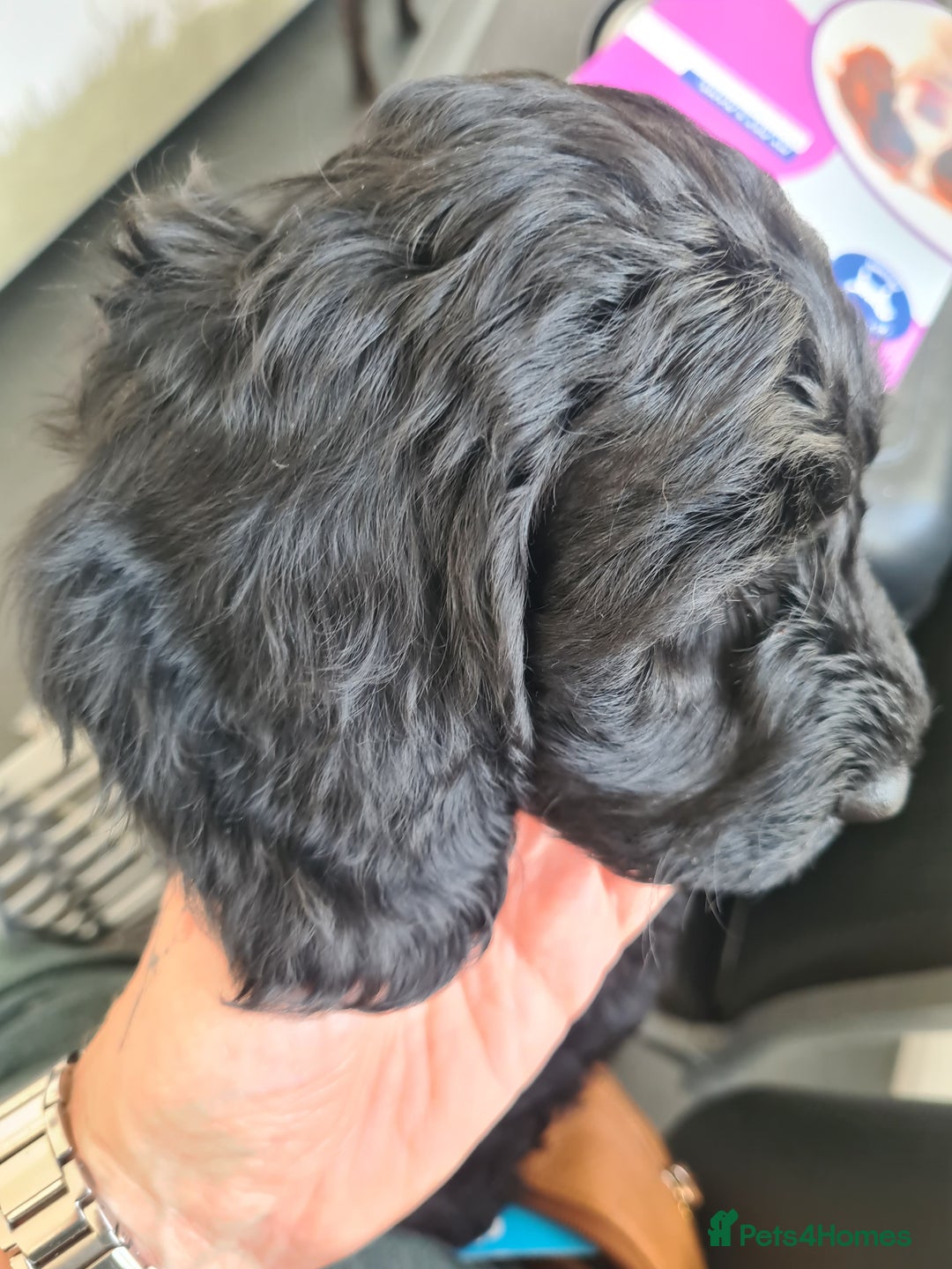 Cockapoo dogs for sale: F1 cockerpoos  - Image 14