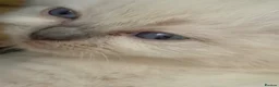 Ragdoll cats for sale: Beautiful kittens  - Advert 9