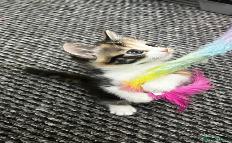 Bengal cats - Advert 10