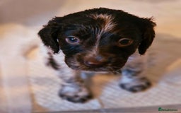 Cocker Spaniel dogs for sale: Stunning COCKER SPANIEL for sale - Image 4