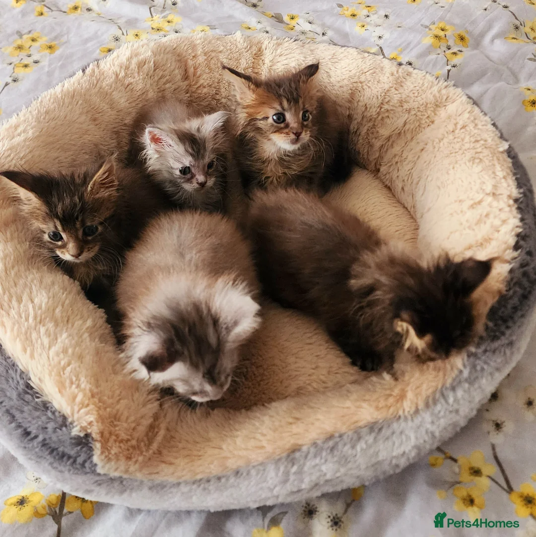 Maine Coon cats for sale: 💫💫Beautiful Maine Coon Kittens💫💫 - Advert 5