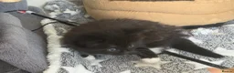 Mixed Breed cats for sale: Beautiful kittens for sale  - Advert 15