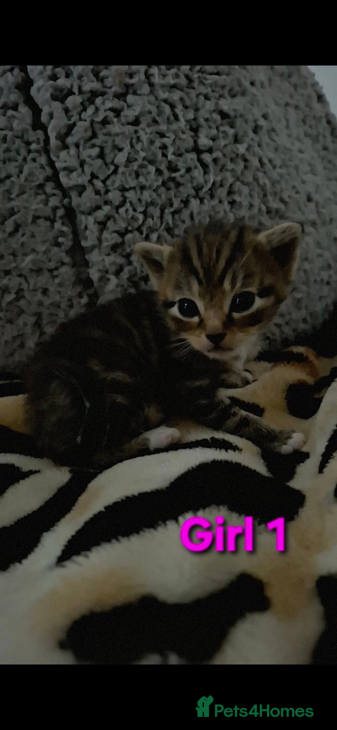 Mixed Breed cats for sale: 3 beautiful kittens for adoption  - Advert 7