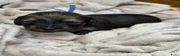 Miniature Dachshund dogs for sale: Exceptional long haired miniature Dachshunds - Advert 17