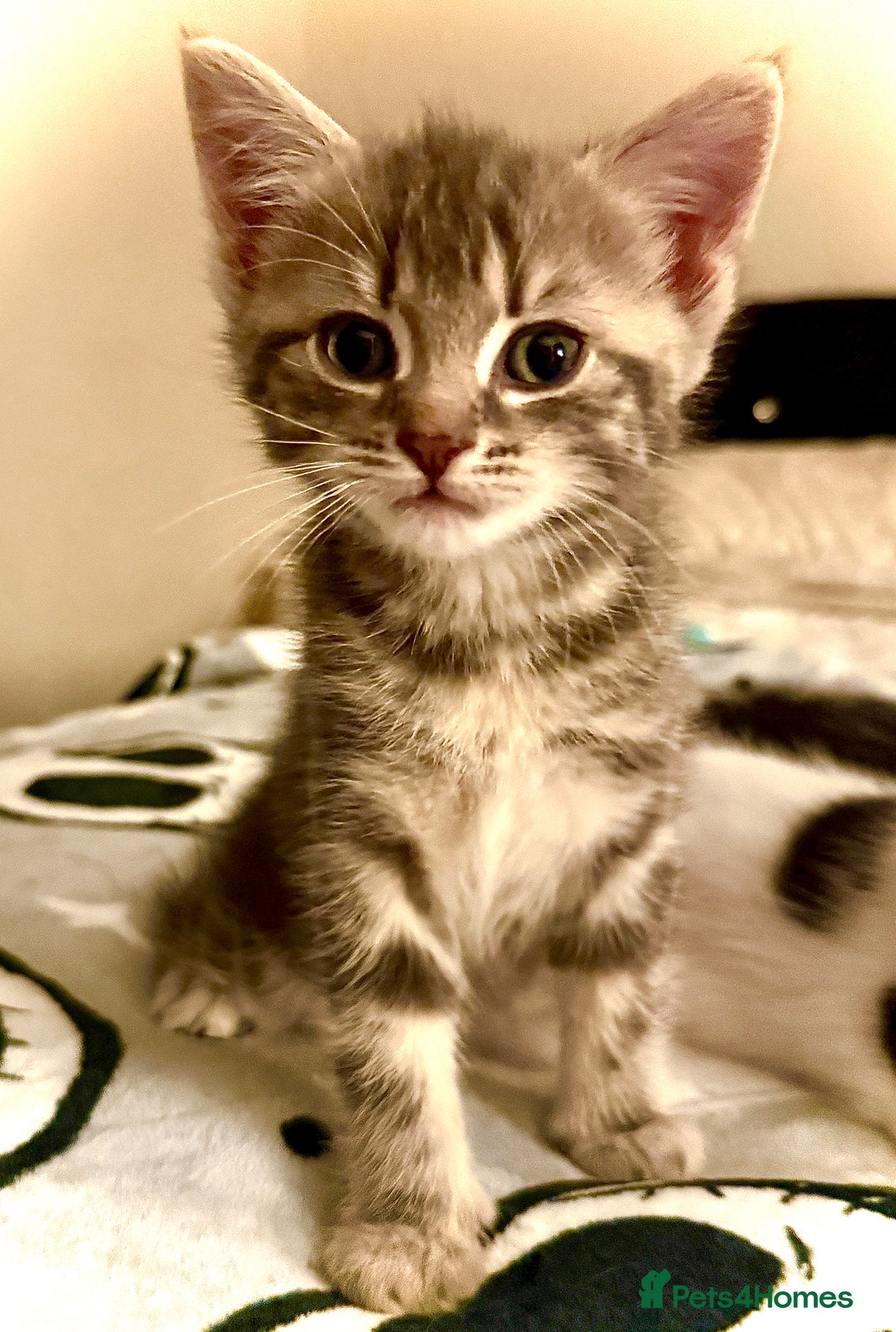 Mixed Breed cats for sale: 4 gorgeous tabby kittens - Image 17