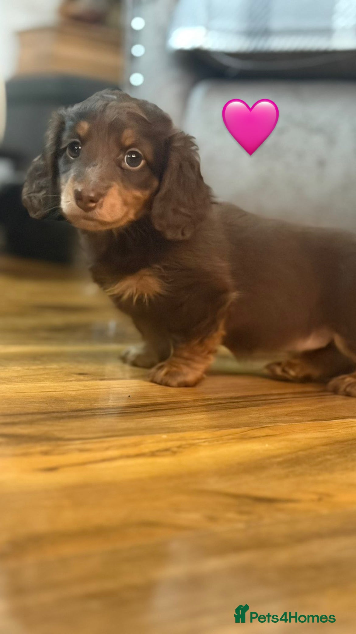 Miniature Dachshund dogs Longhaired stunning miniature Daschunds - Advert 1