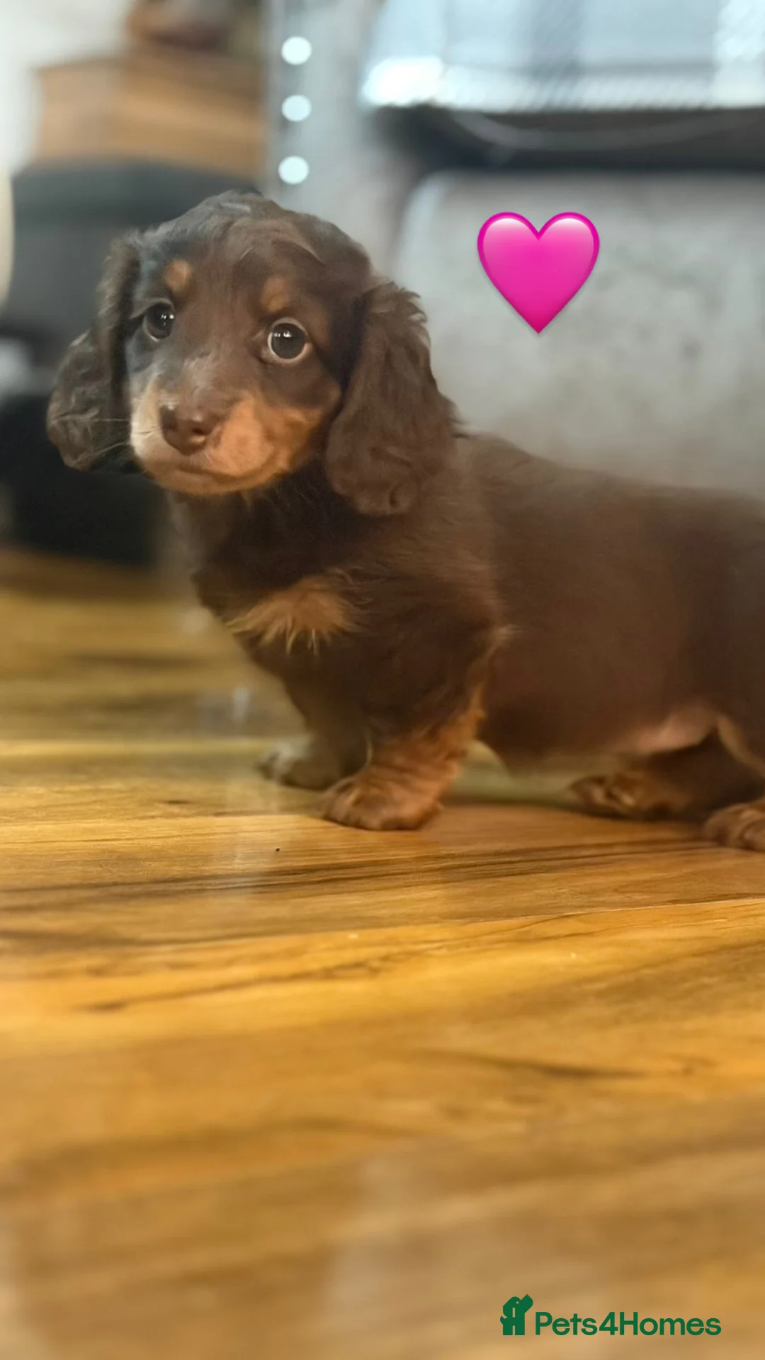 Miniature Dachshund dogs for sale: Longhaired stunning miniature Daschunds - Advert 1