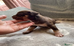 Mixed Breed dogs for sale: French bulldog x Staffordshire bull terrier - Image 22