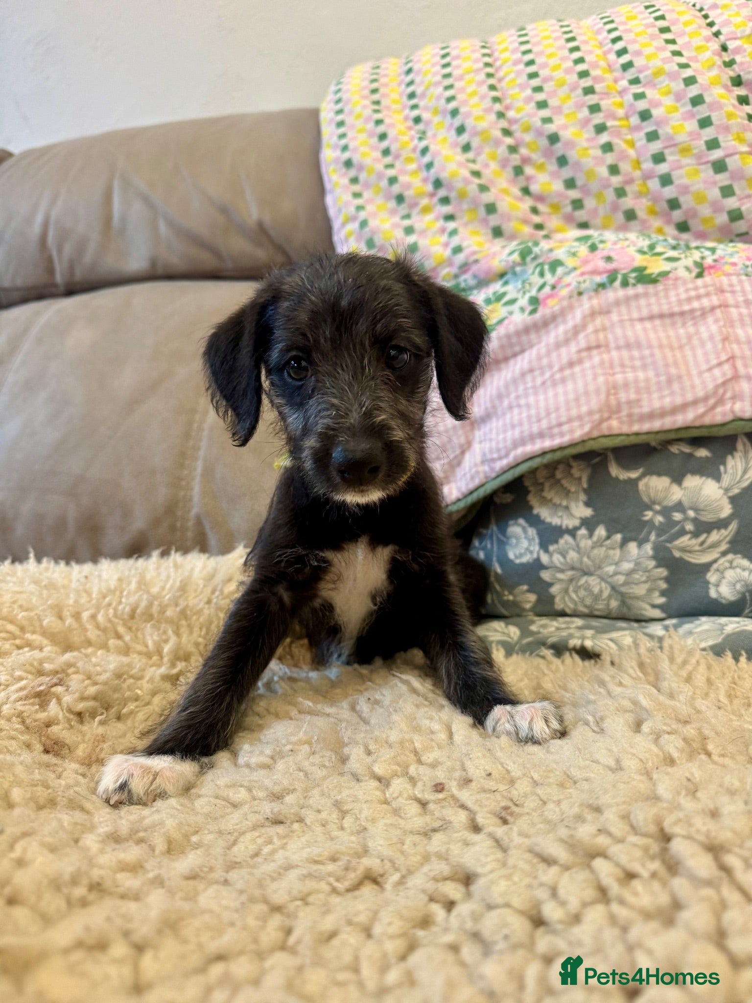 Mixed Breed dogs Beautiful bedlington x whippet puppies  - Advert 6