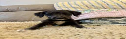 Mixed Breed dogs for sale: Beautiful bedlington x whippet puppies  - Advert 1