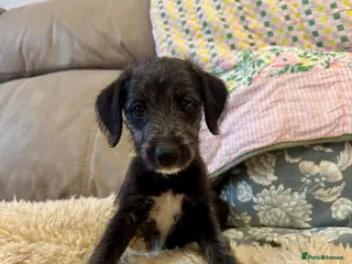 Mixed Breed dogs Beautiful bedlington x whippet puppies - Advert 6