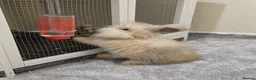 Mixed Breed rabbits for sale: Teddywidder rabbits needing a loving home - Advert 5