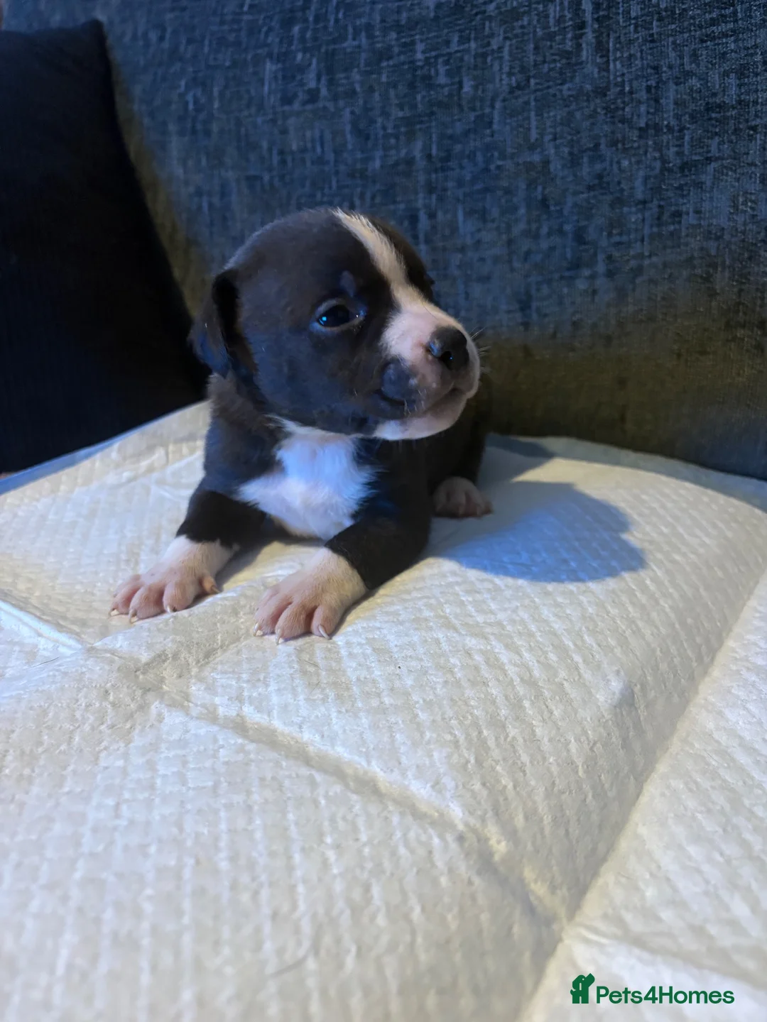 Mixed Breed dogs for sale: Staffordshire bull terrier cross American bulldog - Advert 2