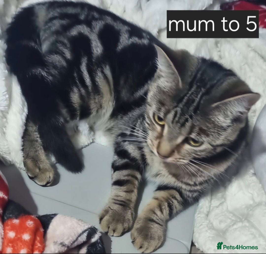 Mixed Breed cats 4 week old kittens - Advert 2