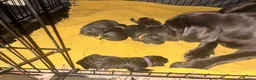 Cane Corso dogs for sale: Cane Corso puppies - Advert 12