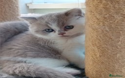 British Shorthair cats for sale: Gorgeous British short-hair kittens  - Image 9