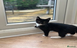 Maine Coon cats for sale: Very Cute adorable kitten urgently for sell - Image 13