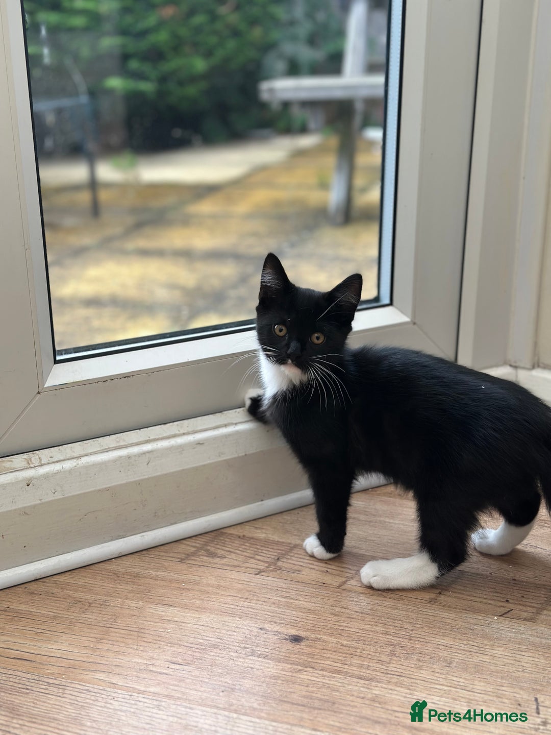 Maine Coon cats for sale: Very Cute adorable kitten urgently for sell - Image 13