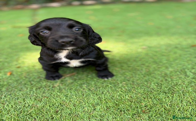 Cocker Spaniel dogs - Advert 2