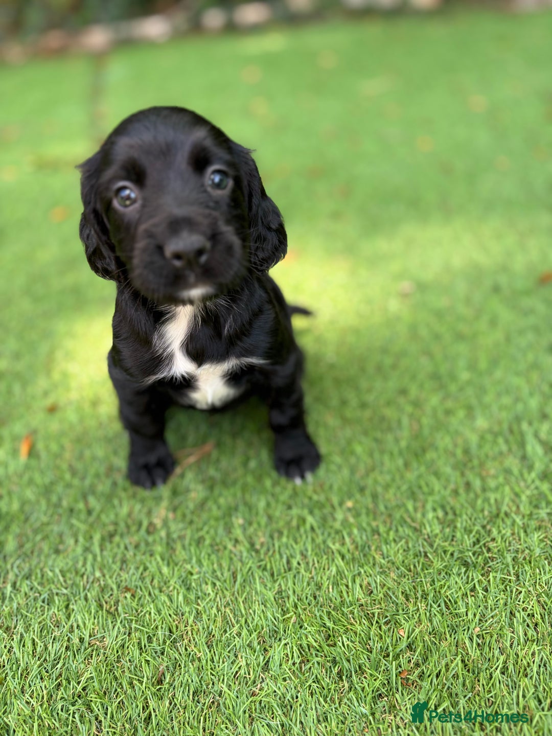 Cocker Spaniel dogs for sale: Working Cocker Spaniel Puppies – Ready Soon 🐾 - Image 1