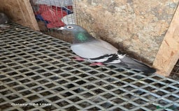 Pigeons birds for sale: Baby and adult racing Pigeons  - Image 11