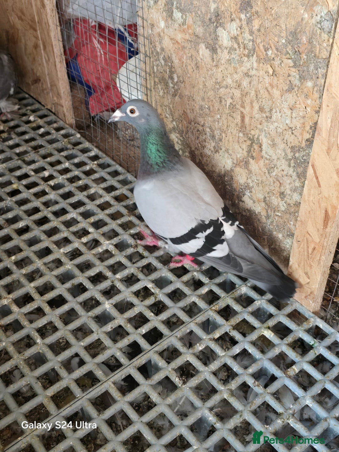 Pigeons birds for sale: Baby and adult racing Pigeons  - Image 11
