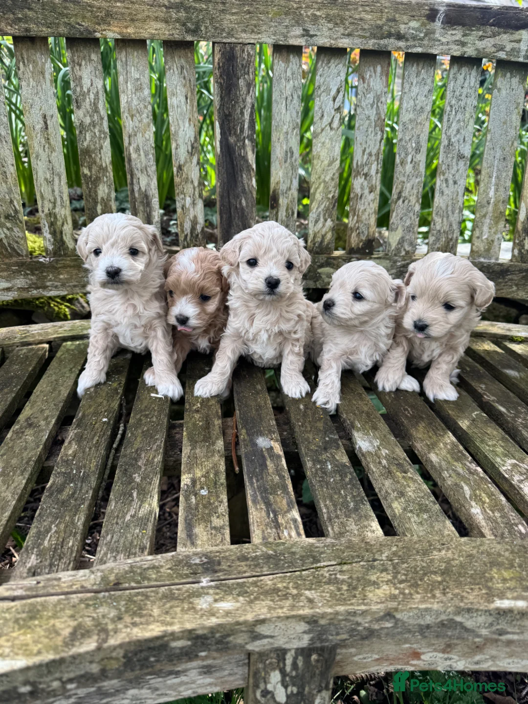 Maltipoo dogs for sale: Tiny toy F1b maltipoo puppies  - Advert 1