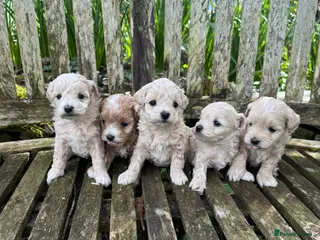 Maltipoo dogs Tiny toy F1b maltipoo puppies - Advert 1