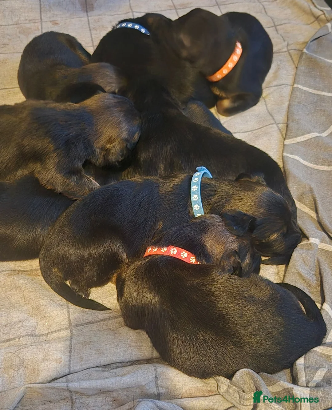 Sprocker dogs for sale: Beautiful sprocker puppies  - Advert 14