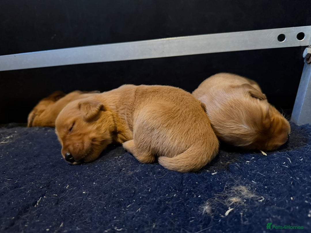 Golden Retriever dogs for sale: Top quality litter - Advert 11