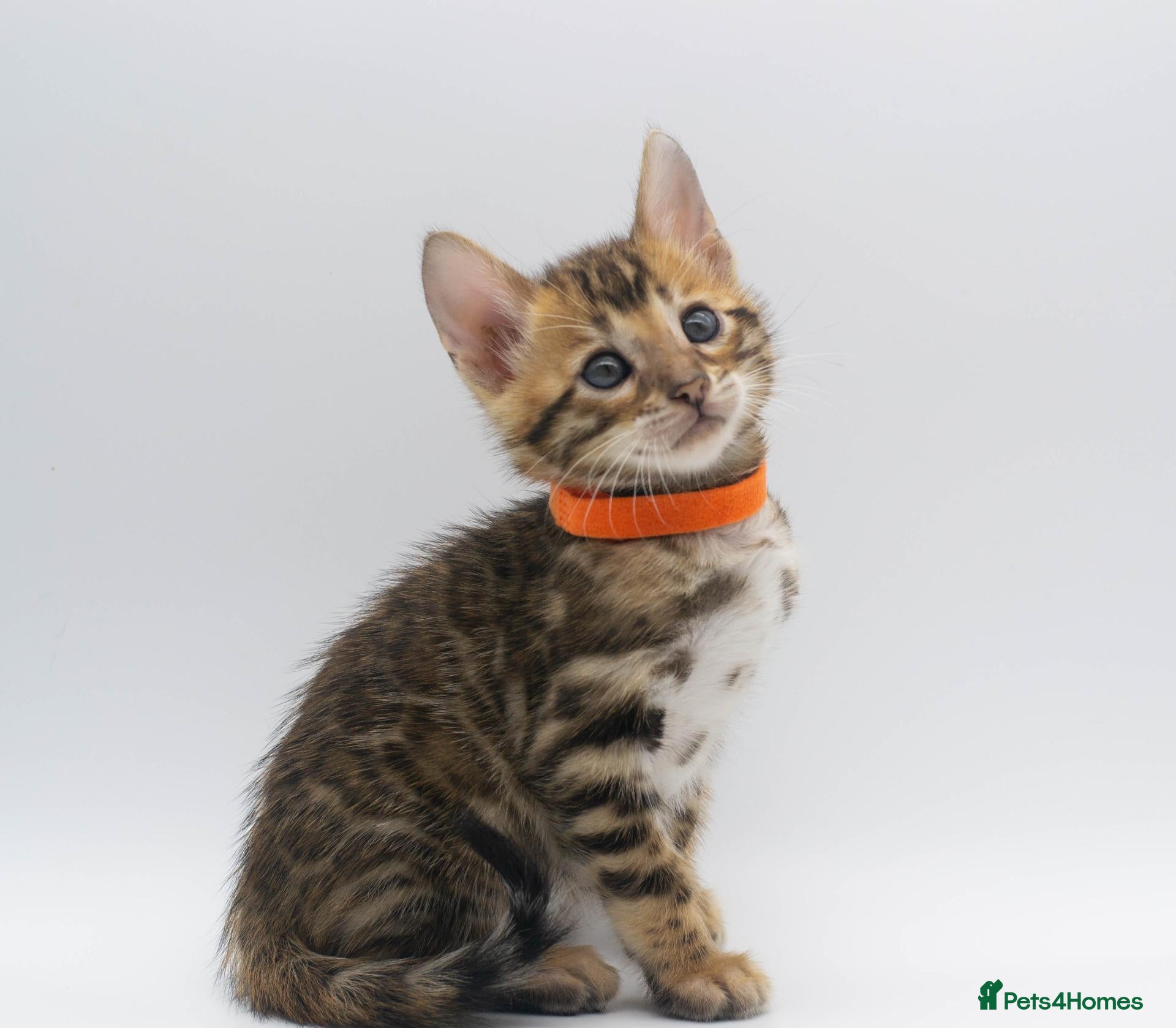 Bengal cats TICA Registered Brown & Snow Lynx Bengal Kittens - Advert 1