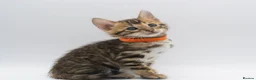Bengal cats for sale: TICA Registered Brown & Snow Lynx Bengal Kittens - Advert 1