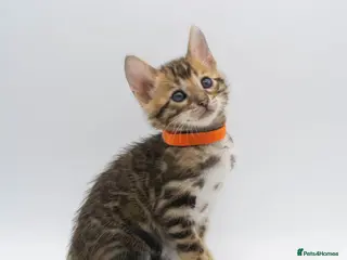 Bengal cats TICA Registered Brown & Snow Lynx Bengal Kittens - Advert 5
