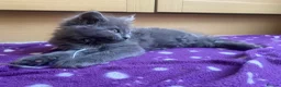 British Longhair cats for sale: Beautiful British Long-Haired Boy Ready Now! - Advert 8