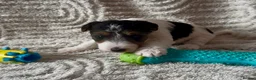 Fox Terrier dogs for sale: Kc wire fox terriers - Advert 7